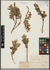 Foto von Salix hastata L.